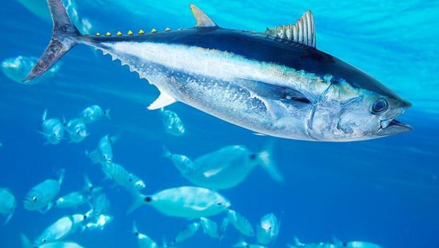 Ikan tuna dikenal sebagai perenang sigap di lautan
