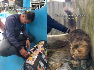 Sayang Anabul, Pemudik Asal Balikpapan Pilih Bawa Kucing Naik Kapal