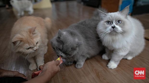 Permintaan jasa penitipan kucing mengalami lonjakan signifikan menjelang Hari Raya Idul Fitri. Fenomena ini terjadi seiring meningkatnya mobilitas masyarakat yang bersiap melakukan perjalanan mudik ke kampung halaman.  (CNN Indonesia/Adi Ibrahim)
