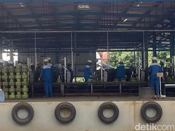Sempat Dilaporkan Langka, Stok Elipiji Melon di Ponorogo Diklaim Melimpah