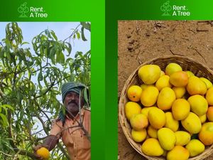 Fenomena Unik di India, Sewa Pohon Mangga hingga Buahnya Panen