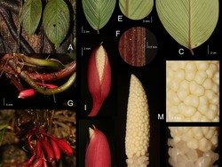 Ditemukan Spesies Baru Tanaman di Sumatera, Homalomena bungamerah yang Bentuknya Unik