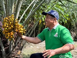 Petani Ini Sukses Tanam Kurma di Kediri, Berbuah dalam 3 Tahun