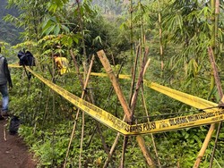 11 Batang Pohon Ganja Tak Bertuan Ditemukan Tumbuh Subur di Garut