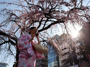 Tokyo Mulai Diselimuti Sakura, Ueno Park Jadi Sinyal Awal Musim Hanami