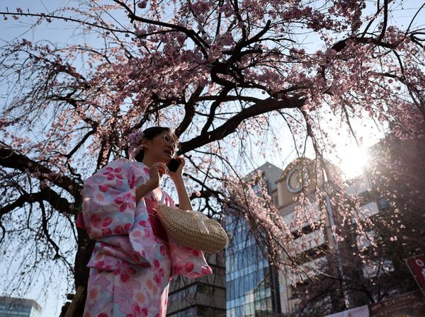 Tokyo Mulai Diselimuti Sakura, Ueno Park Jadi Sinyal Awal Musim Hanami