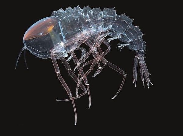 Bukan Alien, Hewan-hewan Ini Hidup di Laut Paling Dalam