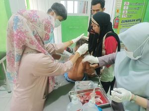 Serangan Anjing Liar Terjadi Lagi di Polman, Kini Balita 3 Tahun Jadi Korban