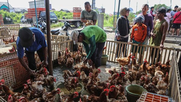 Jelang Lebaran, Penjualan Ayam di Semarang Meningkat Tajam