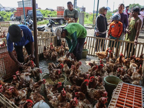 Jelang Lebaran, Penjualan Ayam di Semarang Meningkat Tajam