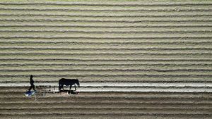 Kekeringan Panjang Hantam Chile, Produksi Pertanian Terancam