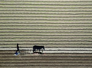 Kekeringan Panjang Hantam Chile, Produksi Pertanian Terancam