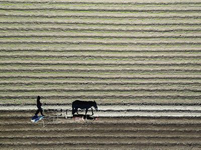 Kekeringan Panjang Hantam Chile, Produksi Pertanian Terancam