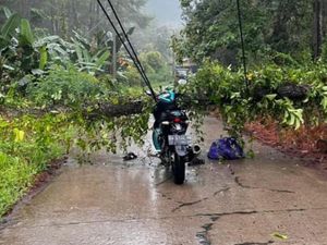 Pemotor di Bone Tewas Tersengat Kabel Listrik yang Tertimpa Pohon Tumbang
