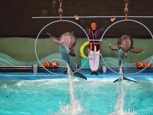 Atraksi Lumba-lumba Samudra Ancol Dipadati Pengunjung Saat Lebaran