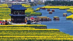 Hamparan Bunga Kanola di Xinghua Diserbu Wisatawan