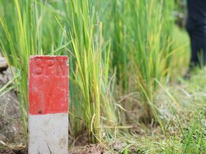 Buruan Pasang Patok Tanah buat Cegah Konflik Antar Tetangga