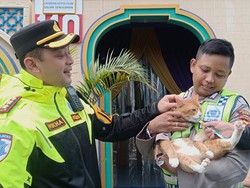 Poyici Oyen, Kucing Polisi yang Ikut Atur Lalin di Puncak Bogor