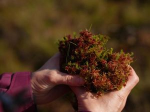 Bumi Makin Hangat tapi Tanah di Wilayah Ini Jadi Subur, Kenapa?