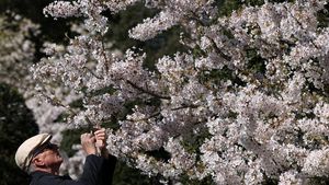 Mekarnya Sakura Yoshino di Kew Gardens Jadi Daya Tarik Pengunjung