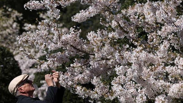 Mekarnya Sakura Yoshino di Kew Gardens Jadi Daya Tarik Pengunjung
