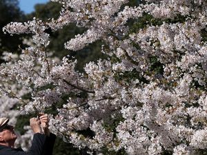 Mekarnya Sakura Yoshino di Kew Gardens Jadi Daya Tarik Pengunjung