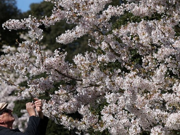 Mekarnya Sakura Yoshino di Kew Gardens Jadi Daya Tarik Pengunjung