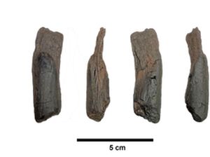 Peneliti Temukan Alat Kayu Tertua yang Digunakan Manusia, Berusia 430.000 Tahun