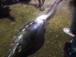 Kronologi Ular Piton 8 Meter Mangsa Kambing Hamil Milik Warga di Kendari