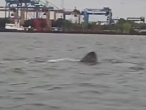 Viral Kawanan Hiu Muncul di Perairan Makassar