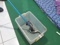 Kagetnya Warga Klaten Lagi Terlelap Tidur Tetiba Digerayangi Ular Kobra