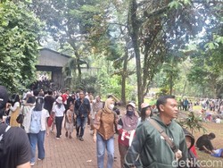 Baru Setengah Hari, Pengunjung Ragunan Tembus 60 Ribu di H+2 Lebaran