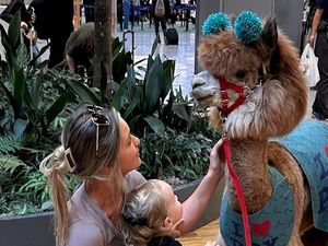 Gemas Banget! Bandara Ini Tiap Bulan Disambangi Llama-Alpaka