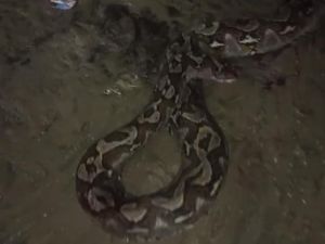 Ular Piton 7 Meter Lilit Anjing Liar di Konsel, Langsung Dibunuh Warga