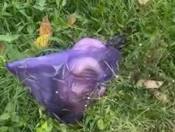 Mayat Bayi Terbungkus Kresek Ditemukan di Sungai Bagorejo Banyuwangi