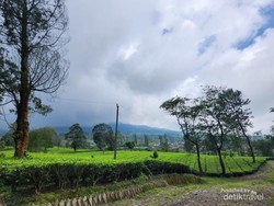 Oase Hijau di Perkebunan Teh Tambi, Bak Permadani