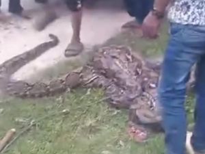 Geger Ular Piton 6 Meter di Muna Telan Anak Sapi Dalam Kandang