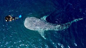 Wisata Hiu Paus Gorontalo Diserbu Pengunjung Saat Lebaran