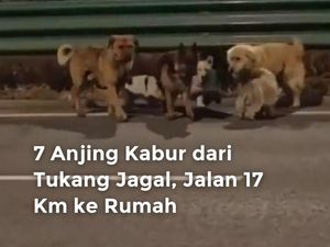Video: 7 Anjing Kabur dari Tukang Jagal, Jalan 17 Km ke Rumah