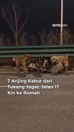 Video: 7 Anjing Kabur dari Tukang Jagal, Jalan 17 Km ke Rumah