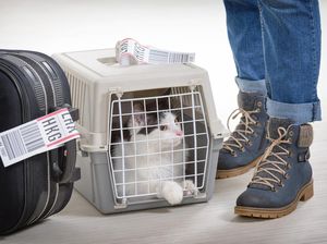 Penting! Aturan Membawa Hewan Peliharaan Naik Kereta & Pesawat yang Wajib Diketahui