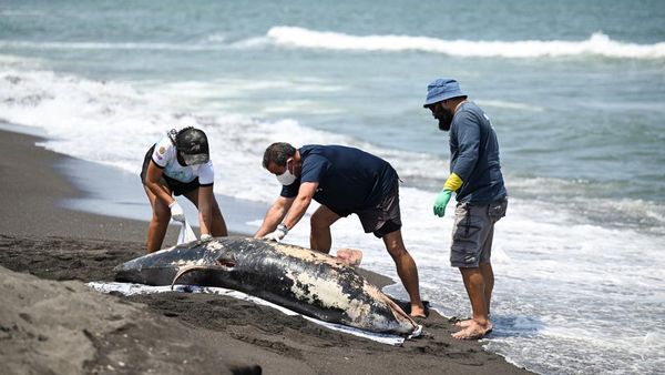 Bikin Resah, Tumpahan Minyak Misterius Hantui Pesisir Meksiko