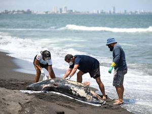 Bikin Resah, Tumpahan Minyak Misterius Hantui Pesisir Meksiko