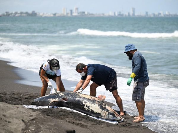 Bikin Resah, Tumpahan Minyak Misterius Hantui Pesisir Meksiko