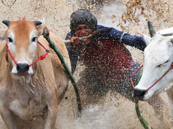 Aksi Ekstrem di Sawah, Pacu Jawi Jadi Daya Tarik Budaya Sumbar
