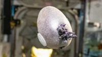 Benda Bertentakel Mirip Alien Muncul di ISS, Netizen Heboh: Bakar!