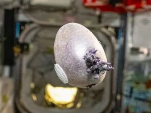 Heboh Benda Bertentakel Mirip Alien Muncul di ISS, Ternyata....