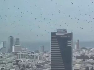 Heboh Langit Isrel Jadi Gelap Diserbu Gagak, Tanda Azab?