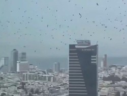 Langit Israel Gelap Diserbu Ribuan Gagak Misterius Bikin Merinding
