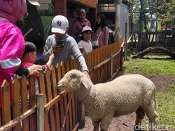 Domba Merino Jadi Bintang Saat Libur Lebaran di Garut